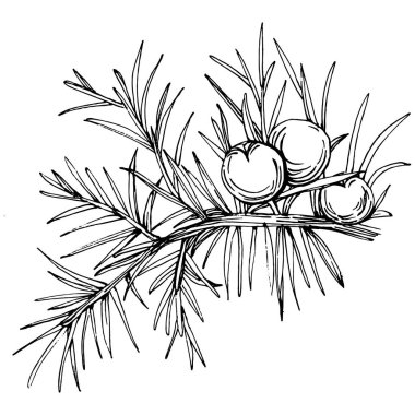 Juniper vektör çizimi. Böğürtlen dalında izole edilmiş eski bir illüstrasyon. Organik yağ oymalı taslak. Güzellik ve kaplıca, kozmetik malzeme. Etiket, poster, broşür, paket için harika