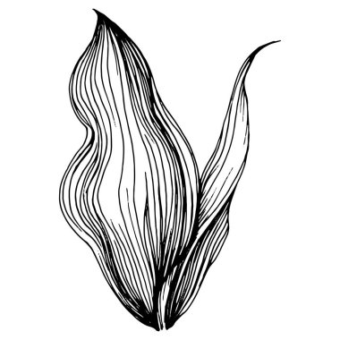 Vadideki zambak elle çizilmiş. Mayıs-Lily çiçek logosu ya da dövmesi sanat stili konseptiyle detaylı. Siyah beyaz klip sanatı izole edildi. Amblem için antika vintage gravür.