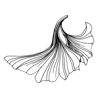 Ginkgo bitkisi elle çizilmiş. Çiçek dövmesi sanat tarzında detaylı. Beyaz arka planda siyah beyaz klipsli sanat. Logo için antika vintage oyma çizimi