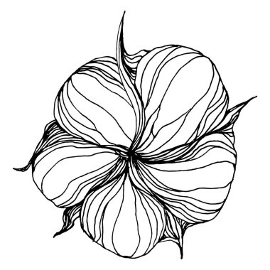 Pamuk çiçeği. Çiçekli botanik çiçeği. İzole illüstrasyon elementi. Arkaplan, doku, ambalaj deseni, çerçeve ya da kenar için yaban çiçeği çizen vektör el. Yumuşak, yumuşak pamuklu.