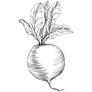 Beyaz arka planda pancarın kabartma vektör çizimi. Sebze oymalı nesne. Menü, etiket, simge, kapak, sosyal gönderi için harika.