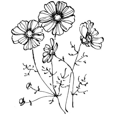 Kozmos el çizimiyle çiçek açar. Kozmos çiçeği logosu ya da sanat tarzında detaylı bir dövme. Siyah beyaz klip sanatı izole edildi. Amblem için antika vintage gravür. Bitkisel ilaçlar.