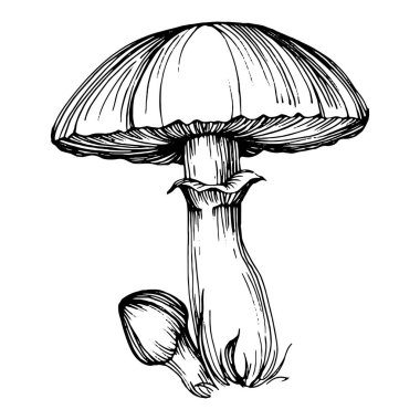 Logo için mantar çizimi. Mantar dövmesi sanat tarzında detaylı. Beyaz arka planda siyah beyaz klipsli sanat. Antika vintage gravür çizimi.