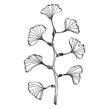 Ginkgo bitkisi elle çizilmiş. Çiçek dövmesi sanat tarzında detaylı. Beyaz arka planda siyah beyaz klipsli sanat. Logo için antika vintage oyma çizimi