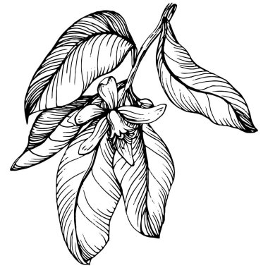 Lemon beyaz arka planda izole edilmiş. Organik yağ oymalı taslak. Güzellik ve kaplıca, kozmetik malzeme. Etiket, poster, broşür, ambalaj için harika