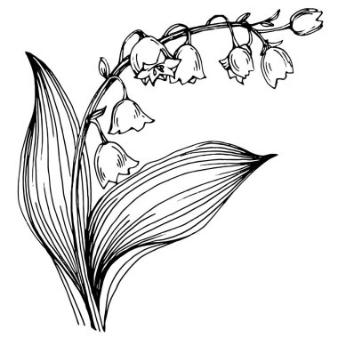 Vadideki zambak elle çizilmiş. Mayıs-Lily çiçek logosu ya da dövmesi sanat stili konseptiyle detaylı. Siyah beyaz klip sanatı izole edildi. Amblem için antika vintage gravür.