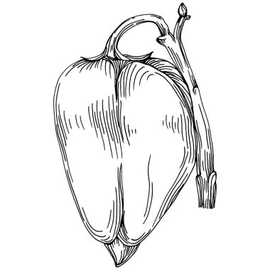 Biber sebzeleri taslak vektör çizimi. İşlemeli stil. Tarım piyasasında ürün. Tasarım menüsü, etiket, rozet, pankart ve tanıtım için en iyi yer. 