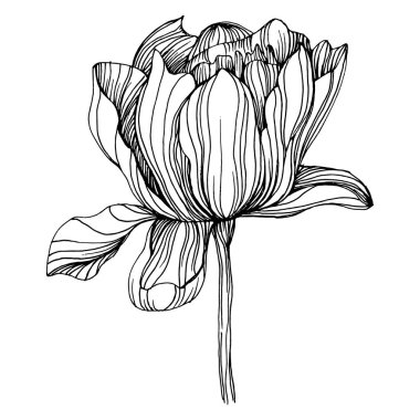 Şakayık çiçeği. Bitkisel şakayıklar. İzole illüstrasyon elementi. Arkaplan, doku, ambalaj deseni, çerçeve veya kenar çizimi için vektör el.