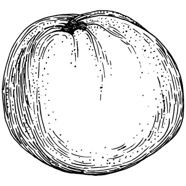 Turuncu çizim turunçgil meyve süslemesi. El yapımı Portakal Botanik Çizimleri. Beyaz arka planda izole edilmiş siyah beyaz çizgili sanat eserleri. 