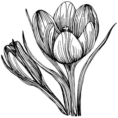 Crocus veya safran çiçeği. Çiçekli botanik çiçeği. İzole illüstrasyon elementi. Arkaplan, doku, ambalaj deseni, çerçeve veya kenar çizimi için vektör el.
