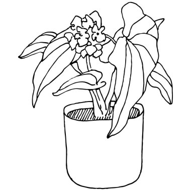 Saksıdaki Ev Bitkisi skeci. İç mekan ya da ofis dekorasyonu için bir asma fabrikada çiçek yetiştirmenin izole bir çizimini yapın. Bahçe çiçeklerinin taşıyıcısı.