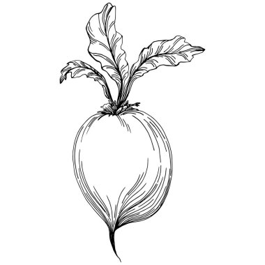 Beyaz arka planda pancarın kabartma vektör çizimi. Sebze oymalı nesne. Menü, etiket, simge, kapak, sosyal gönderi için harika.