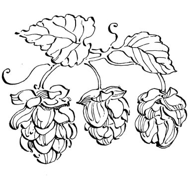 Zıplayan bitki el, klasik klipsli resim çiziyor. Humulus logosu ya da dövmesi sanat tarzında detaylı. Siyah ve beyaz izole edilmiş. Amblem için antika vintage gravür