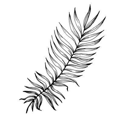 Egzotik tropikal Hawaii yazı. Palm Beach ormanı botanik yaprakları. Siyah beyaz işlemeli mürekkep sanatı. Yaprak bitkisi, botanik bahçesi çiçek yaprakları. İzole edilmiş yaprak illüstrasyon ögesi.