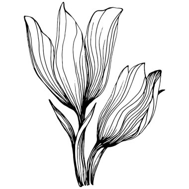 Crocus veya safran çiçeği. Çiçekli botanik çiçeği. İzole illüstrasyon elementi. Arkaplan, doku, ambalaj deseni, çerçeve veya kenar çizimi için vektör el.