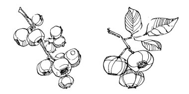 Yabanmersinli el klasik klipsli resim çiziyor. Sanat tarzında detaylandırılmış böğürtlen logosu ya da dövme. Siyah ve beyaz izole edilmiş. Amblem için antika vintage gravür