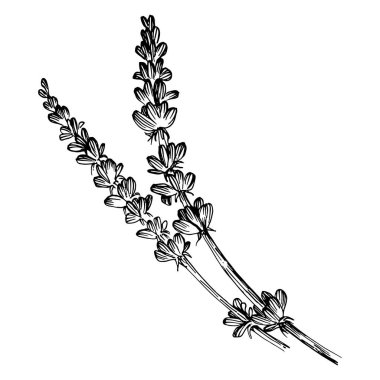 Lavanta çiçeği. Çiçekli botanik çiçeği. İzole illüstrasyon elementi. Arkaplan, doku, ambalaj deseni, çerçeve veya kenar çizimi için vektör el.