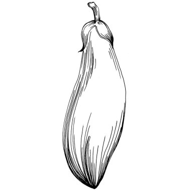 El yapımı patlıcan çizimi. Patlıcan sebze oymalı. Brinjal Sketch vejetaryen yemek çizimi. Gine kabağı tarım pazarı ürünü. Tasarım logosu, menü, etiket, simge için en iyisi.