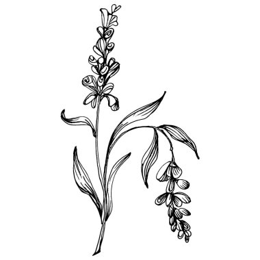 Lavanta botanik çiçeği. Düğün otunun, bitkinin ve davetiye için zarif yapraklı monogramın el yapımı tasarımı randevu kartı tasarımını kaydedin. Kırsal trend yeşillik vektör çizimi