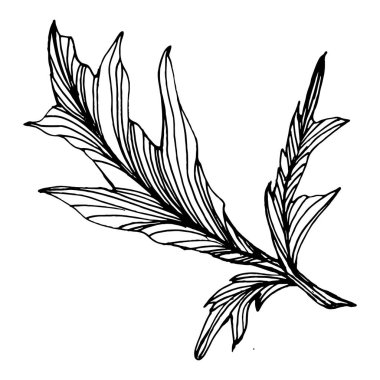 Kasımpatı elle çizilmiş. Çiçek dövmesi sanat tarzında detaylı. Çiçek dövmesi konsepti. Beyaz arka planda siyah beyaz klipsli sanat. Antika vintage gravür çizimi.