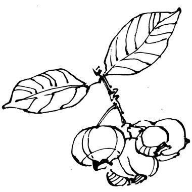 Yabanmersinli el klasik klipsli resim çiziyor. Sanat tarzında detaylandırılmış böğürtlen logosu ya da dövme. Siyah ve beyaz izole edilmiş. Amblem için antika vintage gravür