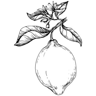 Lemon beyaz arka planda izole edilmiş. Organik yağ oymalı taslak. Güzellik ve kaplıca, kozmetik malzeme. Etiket, poster, broşür, ambalaj için harika