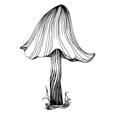 Logo için mantar çizimi. Mantar dövmesi sanat tarzında detaylı. Beyaz arka planda siyah beyaz klipsli sanat. Antika vintage gravür çizimi.