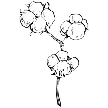 Pamuk çiçeği. Çiçekli botanik çiçeği. İzole illüstrasyon elementi. Arkaplan, doku, ambalaj deseni, çerçeve veya kenar çizimi için vektör el.