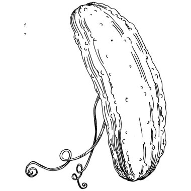 Salatalık sebzeleri taslak vektör çizimi. İşlemeli stil. Tarım piyasasında ürün. Tasarım menüsü, etiket, rozet, pankart ve tanıtım için en iyi yer. 