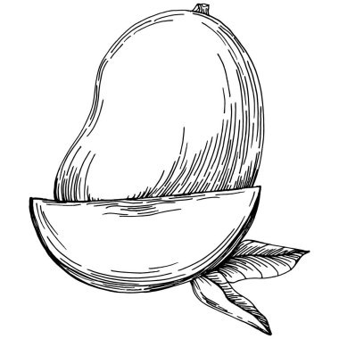 Mango tropikal meyve çizim vektörü. İşlenmiş organik gıda. Beyaz arkaplanda siyah beyaz mango ögesi.