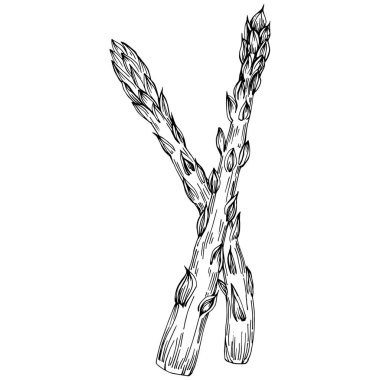 Kuşkonmaz elle çizilmiş. Sebze oymalı nesne. Menü, etiket, simge, kapak, sosyal gönderi için harika.