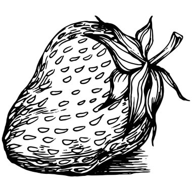 Böğürtlenler elle çiziliyor. Çilek logosu ya da dövmesi sanat tarzında detaylandırılmış. Siyah beyaz klip sanatı izole edildi. Amblem için antika vintage gravür. Bitkisel ilaçlar.