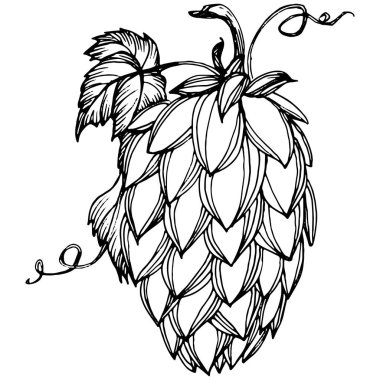 Zıplayan bitki el, klasik klipsli resim çiziyor. Humulus logosu ya da dövmesi sanat tarzında detaylı. Siyah ve beyaz izole edilmiş. Amblem için antika vintage gravür