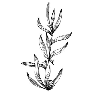 Lavanta botanik çiçeği. Düğün otunun, bitkinin ve davetiye için zarif yapraklı monogramın el yapımı tasarımı randevu kartı tasarımını kaydedin. Kırsal trend yeşillik vektör çizimi