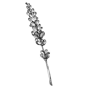 Lavanta çiçeği. Çiçekli botanik çiçeği. İzole illüstrasyon elementi. Arkaplan, doku, ambalaj deseni, çerçeve veya kenar çizimi için vektör el.