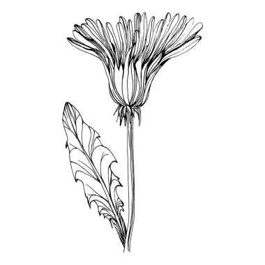 Karahindiba çiçeği. Bitkisel Taraxacum. Şişme top izole illüstrasyon elementi. Arkaplan, doku, ambalaj deseni, çerçeve veya kenar çizimi için vektör el.