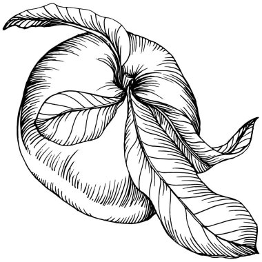 Şeftali eskiz vektörü izole edildi. El çizimi illüstrasyon meyvesi. Yaz yemekleri oymalı eski moda. Detaylı vejetaryen eskizi. Tasarım logonuz için harika, amblem, etiket, poster, baskı, menü