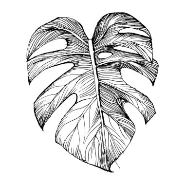 Egzotik tropikal Hawaii yazı. Palm Beach ormanı botanik yaprakları. Siyah beyaz işlemeli mürekkep sanatı. Yaprak bitkisi, botanik bahçesi çiçek yaprakları. İzole edilmiş yaprak illüstrasyon ögesi.