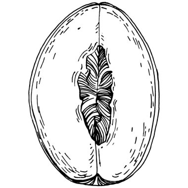 Şeftali eskiz vektörü izole edildi. El çizimi illüstrasyon meyvesi. Yaz yemekleri oymalı eski moda. Detaylı vejetaryen eskizi. Tasarım logonuz için harika, amblem, etiket, poster, baskı, menü