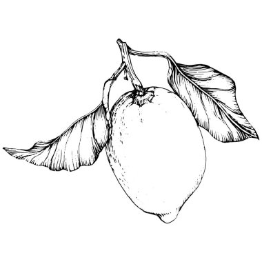 Lemon beyaz arka planda izole edilmiş. Organik yağ oymalı taslak. Güzellik ve kaplıca, kozmetik malzeme. Etiket, poster, broşür, ambalaj için harika