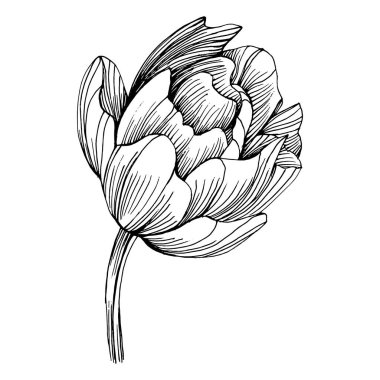 Şakayık çiçeği. Çiçekli bahar botanik şakayıkları. İzole illüstrasyon elementi. Arkaplan, doku, ambalaj deseni, çerçeve veya kenar çizimi için vektör el.