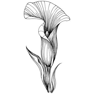 Elle çizilmiş tropik çiçek kallası. Lilium çiçek logosu ya da dövmesi sanat tarzında detaylı. Siyah beyaz klip sanatı izole edildi. Amblem için antika vintage gravür.