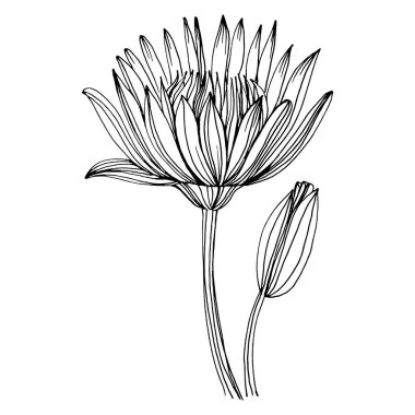 Nilüfer çiçeği. Çiçekli botanik çiçeği. İzole illüstrasyon elementi. Arkaplan, doku, ambalaj deseni, çerçeve veya kenar çizimi için vektör el.