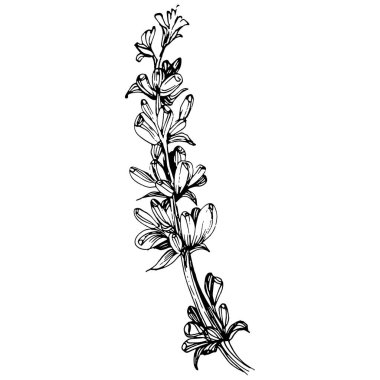 Lavanta çiçeği. Çiçekli botanik çiçeği. İzole illüstrasyon elementi. Arkaplan, doku, ambalaj deseni, çerçeve veya kenar çizimi için vektör el.