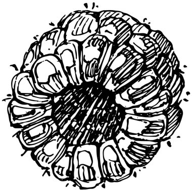 Ahududu izole vektör çizimi. Organik yağ oymalı taslak. Güzellik ve kaplıca, kozmetik malzeme. Etiket, poster, broşür, ambalaj için harika