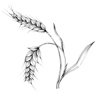 Buğday kulaklı el çizimleri. Korunma ve güvenliğin eski bir sembolü. Kütük için antik vintage oyma çizimi