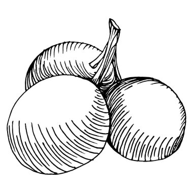 Zeytin eskiz elemanı. Zeytin dalları izole edilmiş. Arkaplan, doku, ambalaj deseni, çerçeve veya kenar çizimi için vektör el.