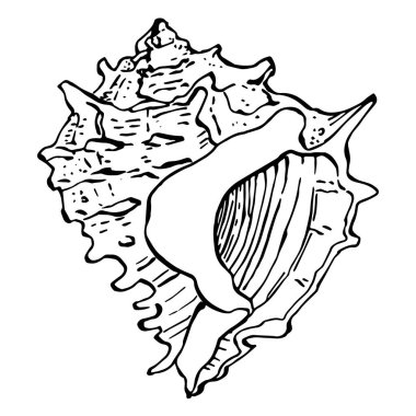 El çizimi okyanus kabukları siyah ve beyaz çizimlerle izole edilmiş..