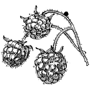 Ahududu izole vektör çizimi. Organik yağ oymalı taslak. Güzellik ve kaplıca, kozmetik malzeme. Etiket, poster, broşür, ambalaj için harika