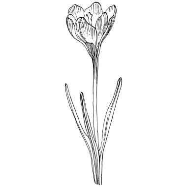 Crocus çiçek vektörü çizimi beyaz arka planda izole edilmiş, safran çizgisi sanatı. Siyah çizgili şirin bir çiçek ve beyaz arka planda beyaz bir uçak..